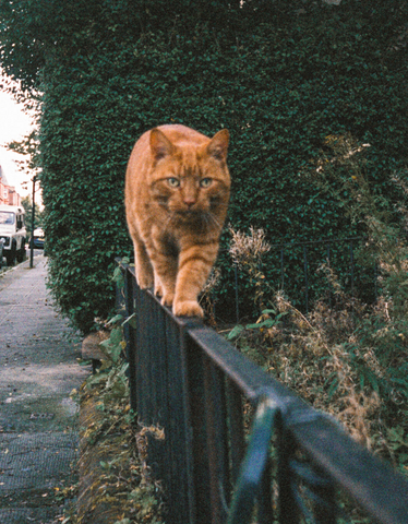 Glasgow’s Autumn - Photo Book by Alasdair Watson Glasgow’s Autumn - Photo Book by Alasdair Watson