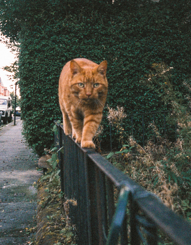 Glasgow’s Autumn - Photo Book by Alasdair Watson